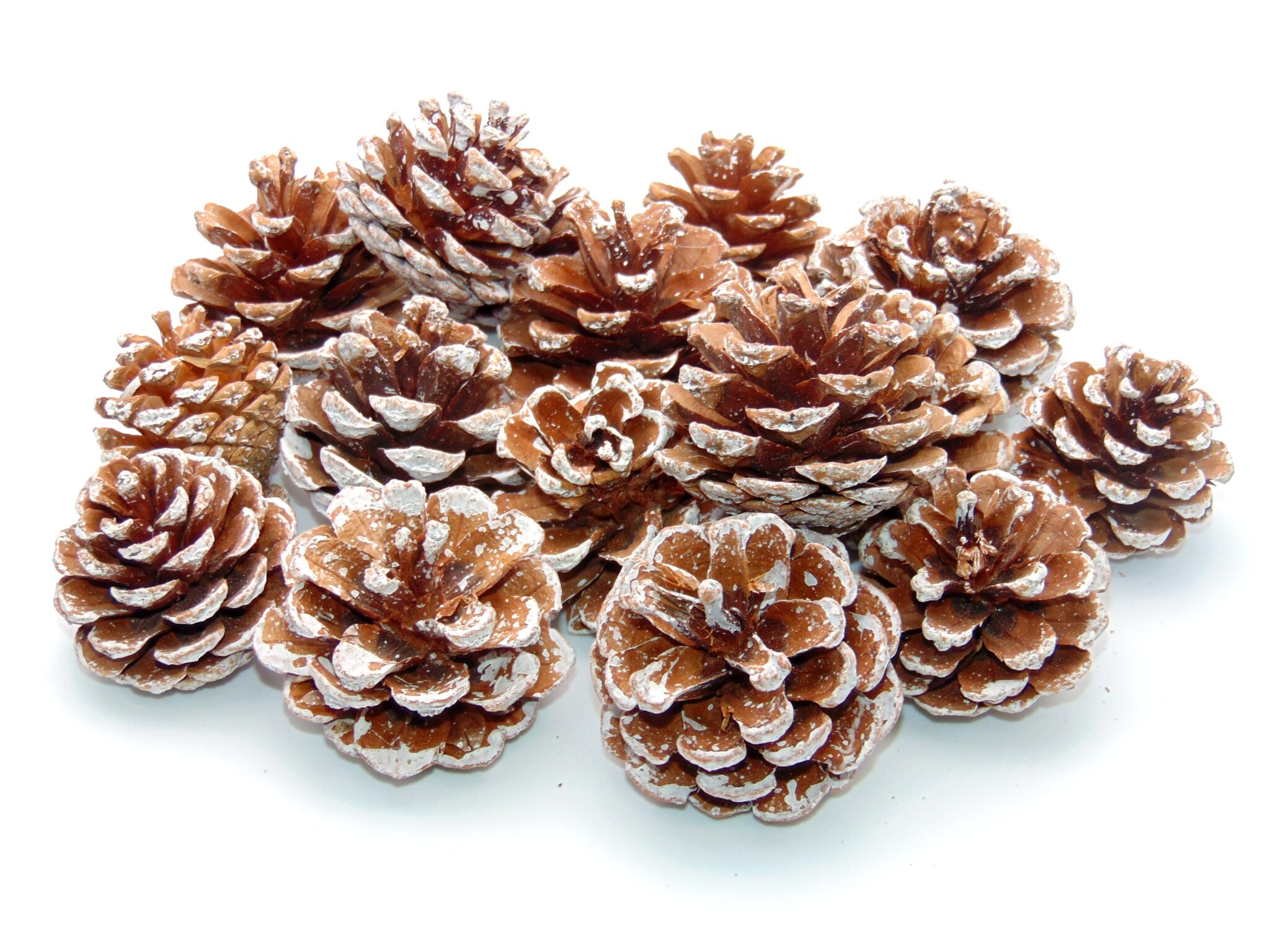 Frosted Natural Pine Cones 1kg Quality Pinecones Diamonte Designs   DSC03176 2048x1536 